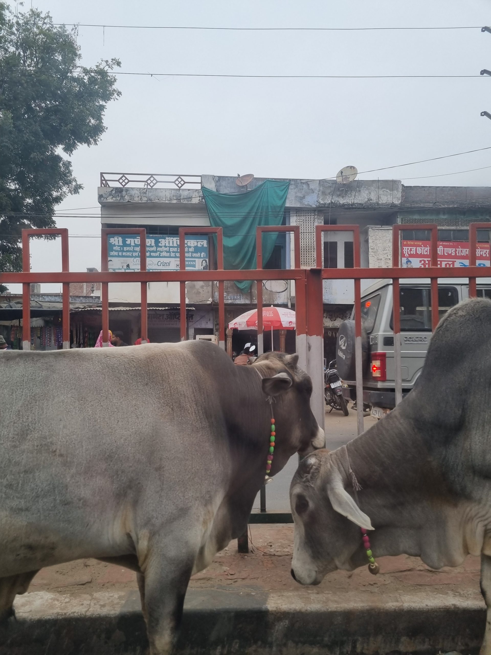 Day 68 – Cowbutts and Indians ????