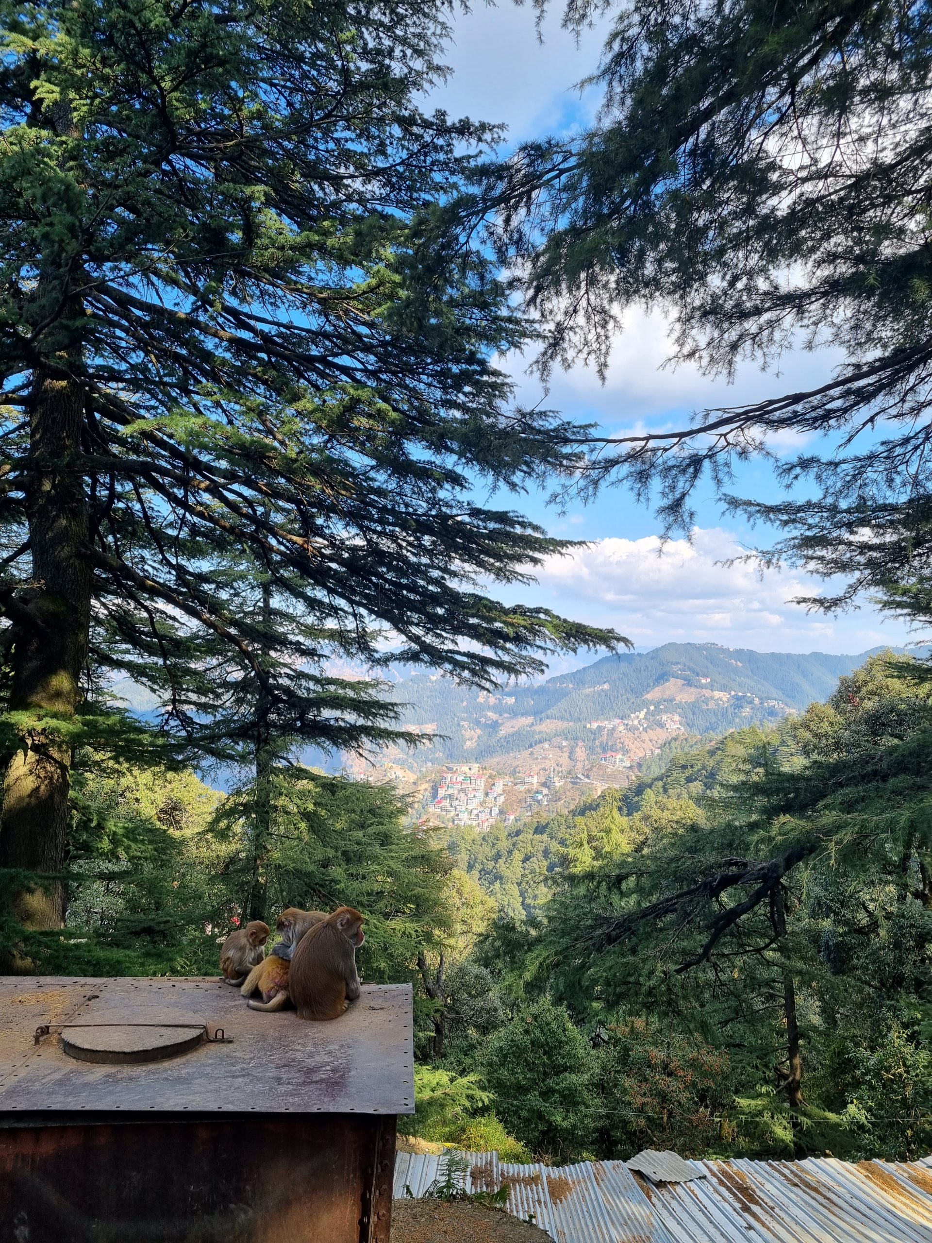 Day 78 – Shri Hanuman Mandir, Shawls and general Sightseeing