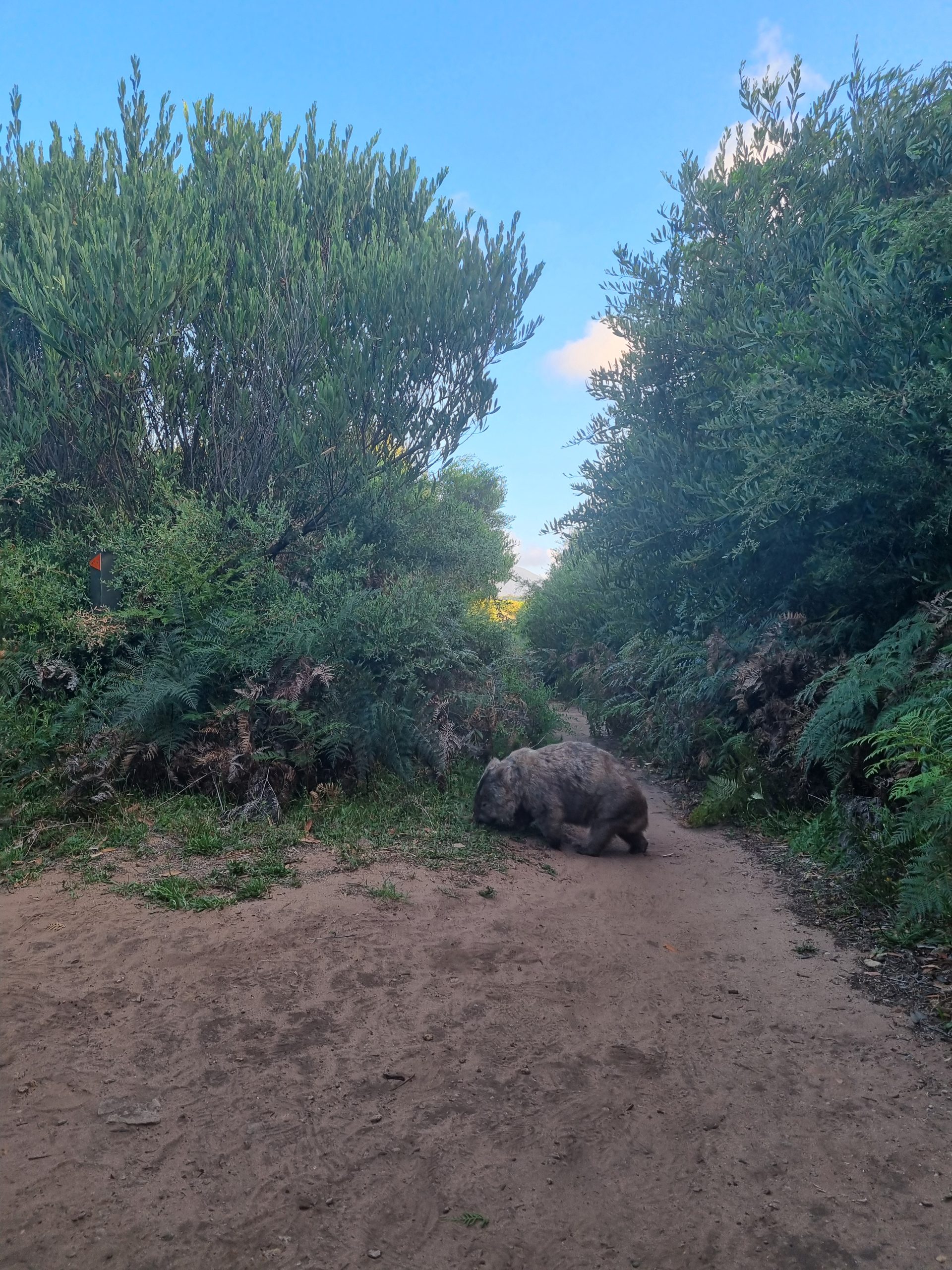 Day 118 – Echidnas, Roos and Wombats, oh my!