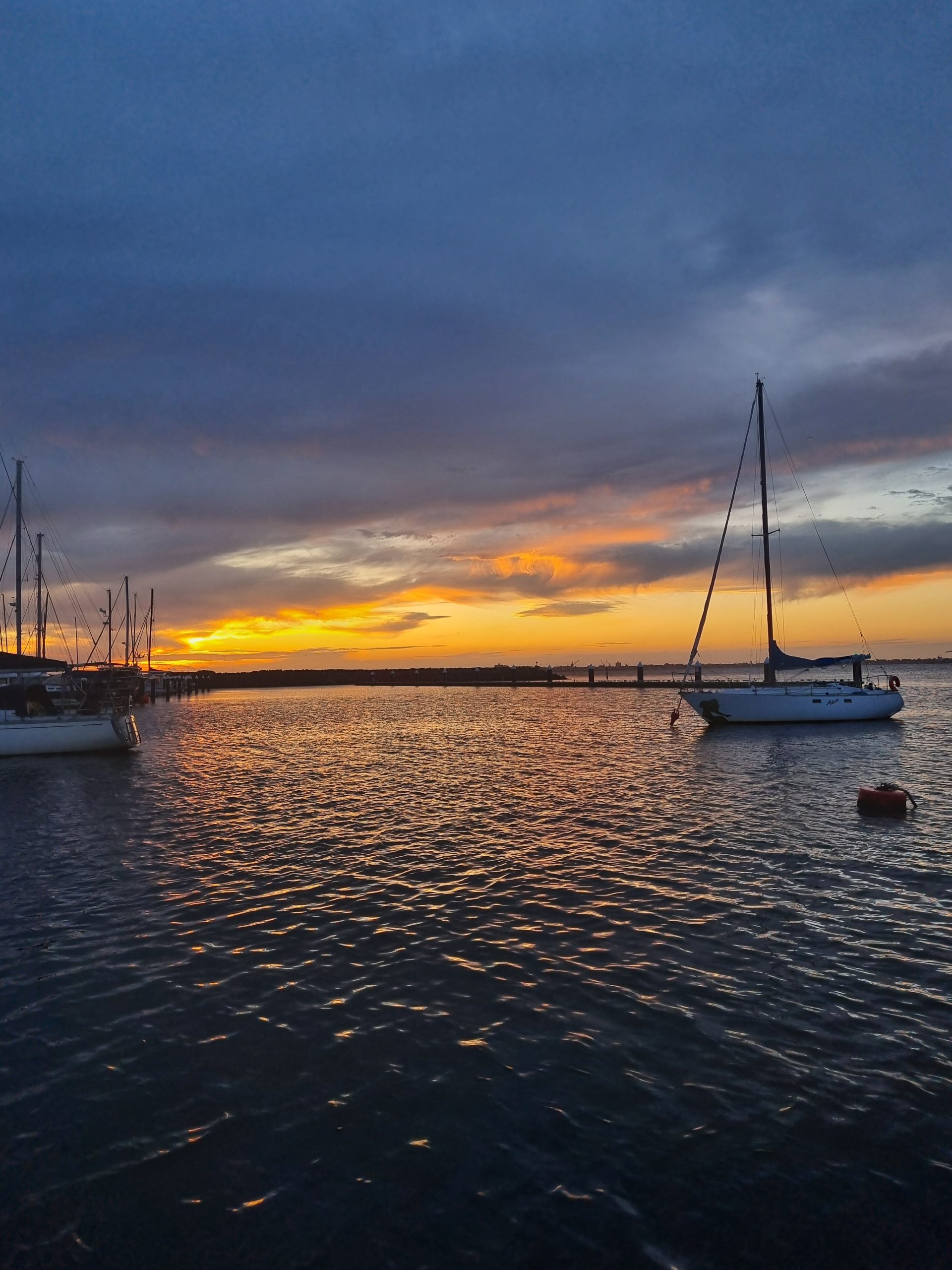 Day 122 – Little Penguins