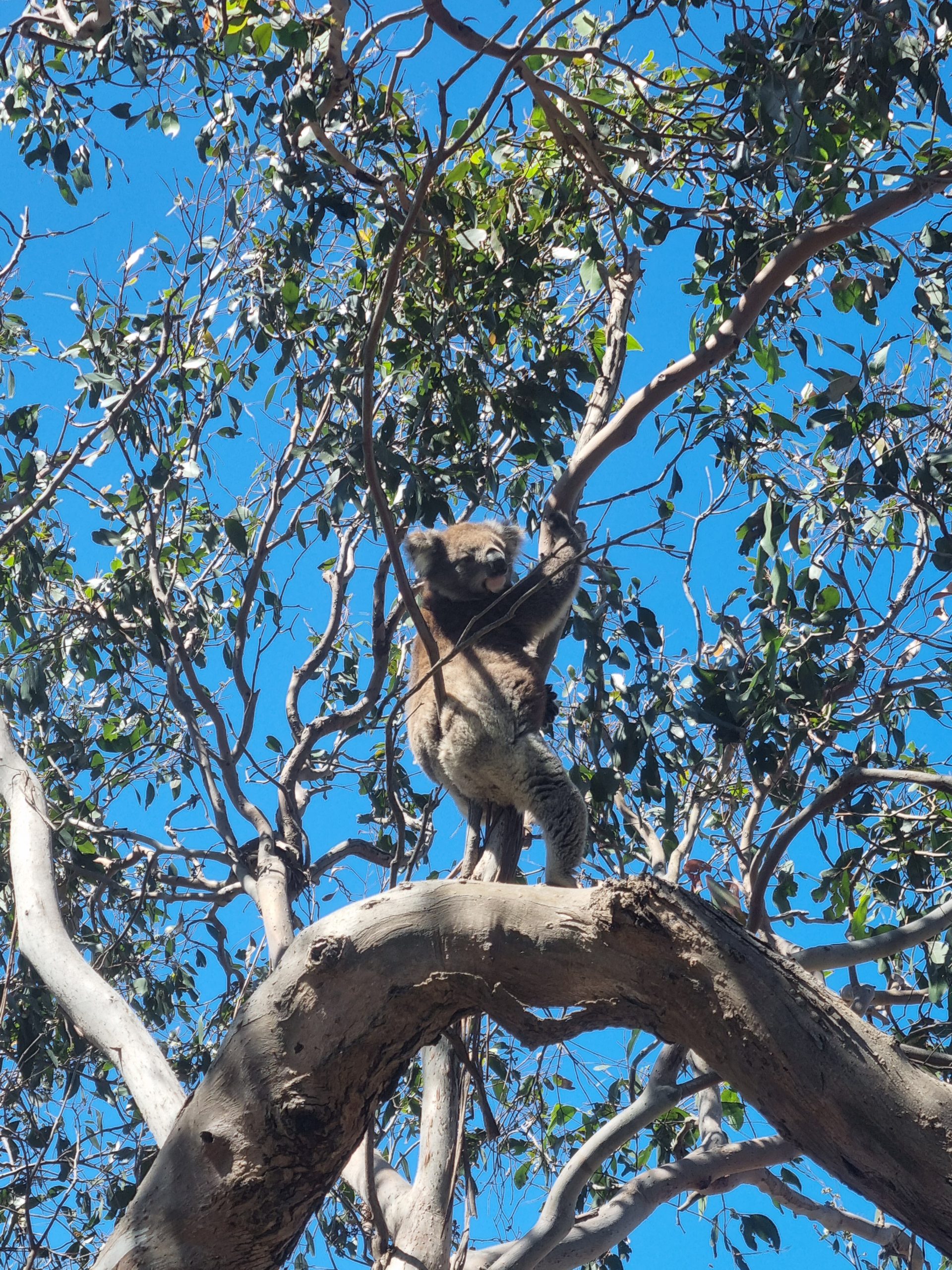 Day 144 – Koala hunting on French Island