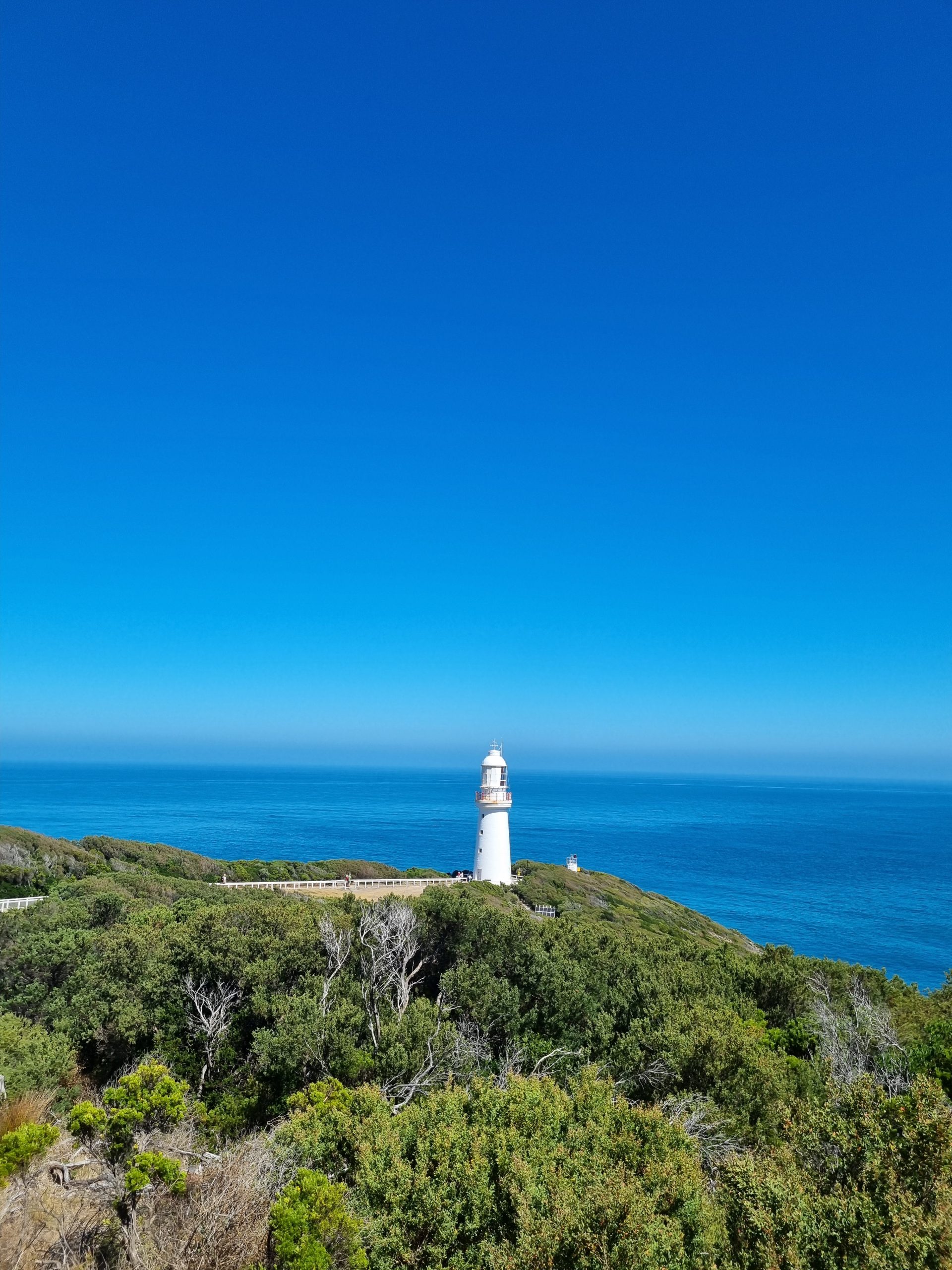 Day 146 – The animals of Otway National Park