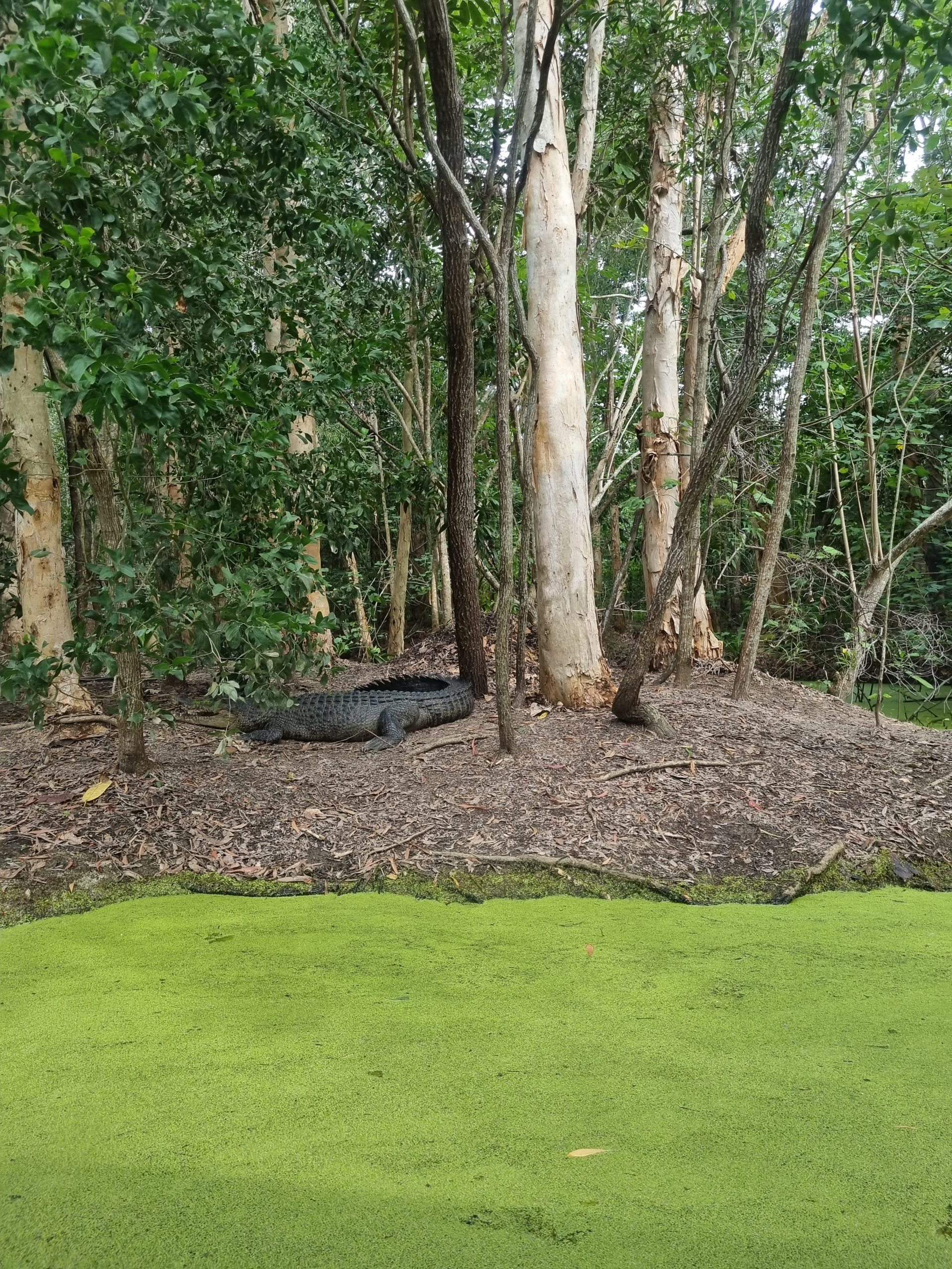 Day 161 – Collecting our rust bucket