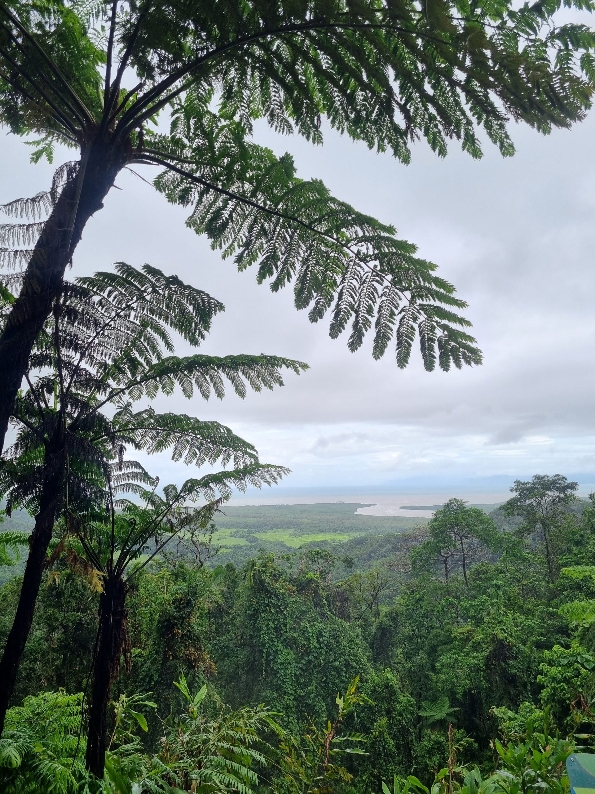 Day 163 – Driving in the Daintree