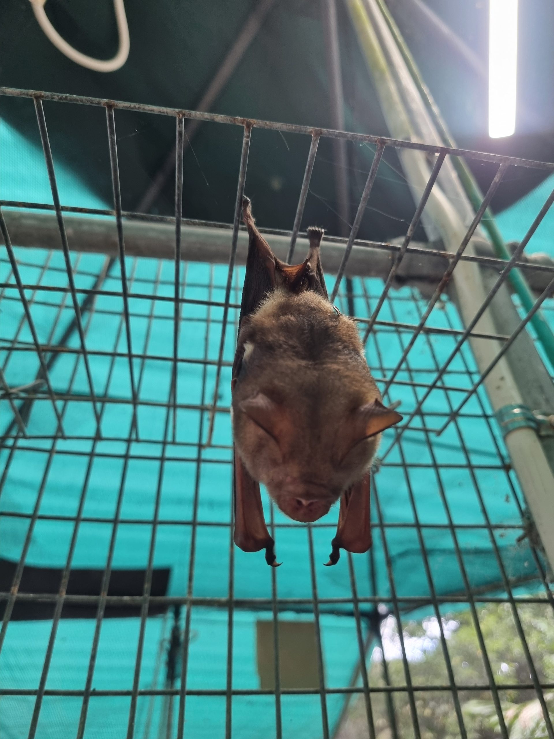 Day 168 – Bat outta hell