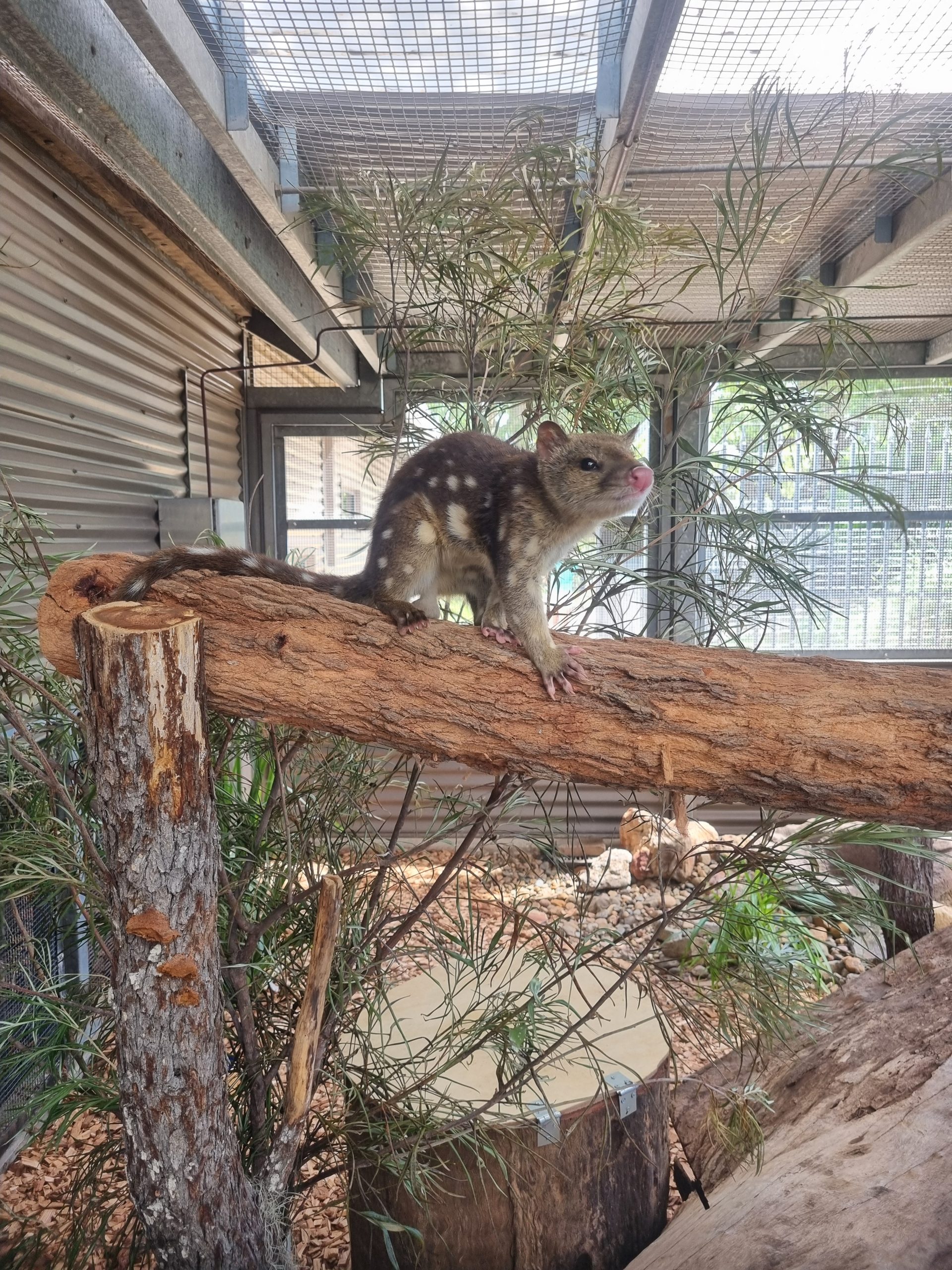 Day 178 – A Quoll-ity day