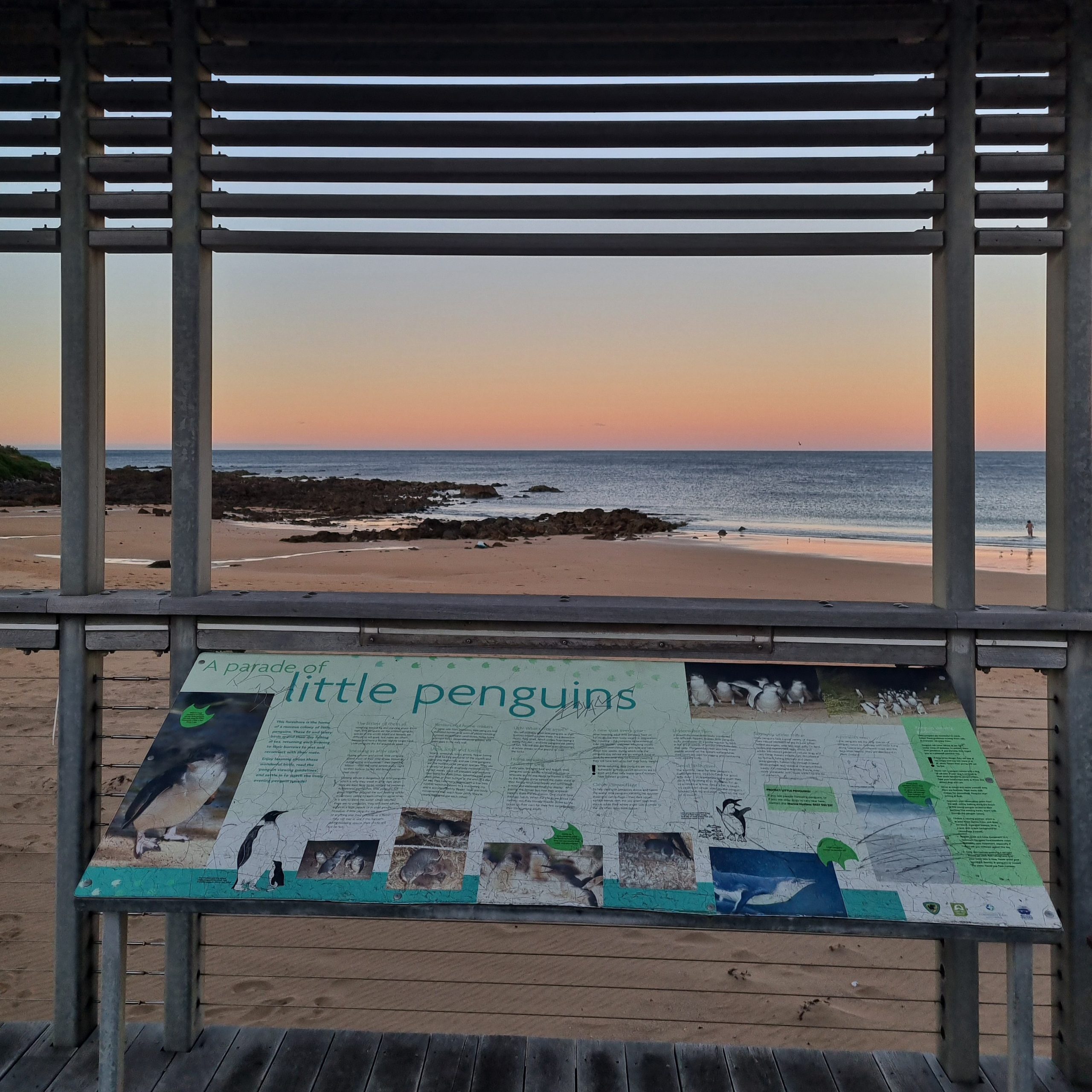 Day 132 – Cradle the Little Penguins