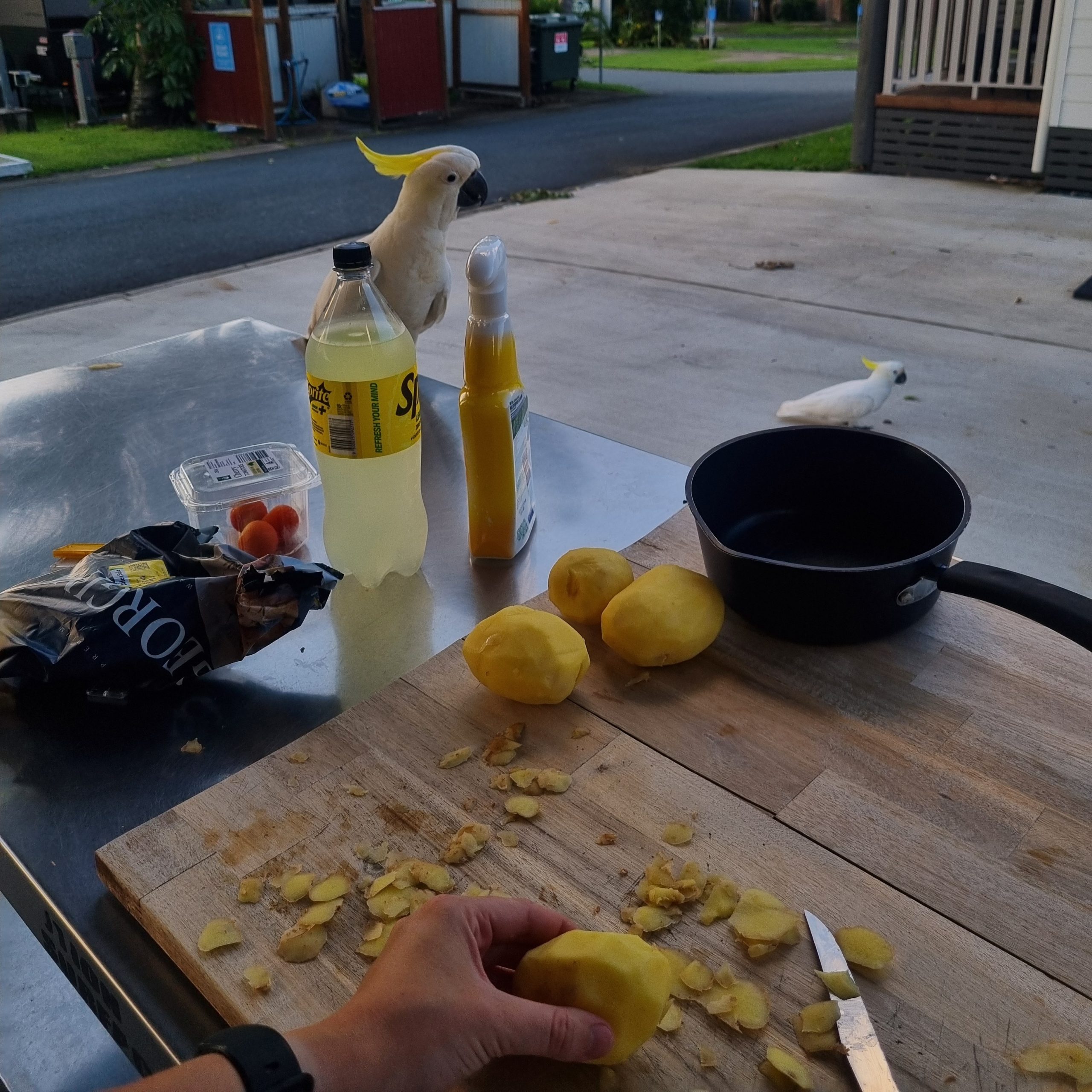 Day 173 – Cooking amongst a crusade of Cockatoos