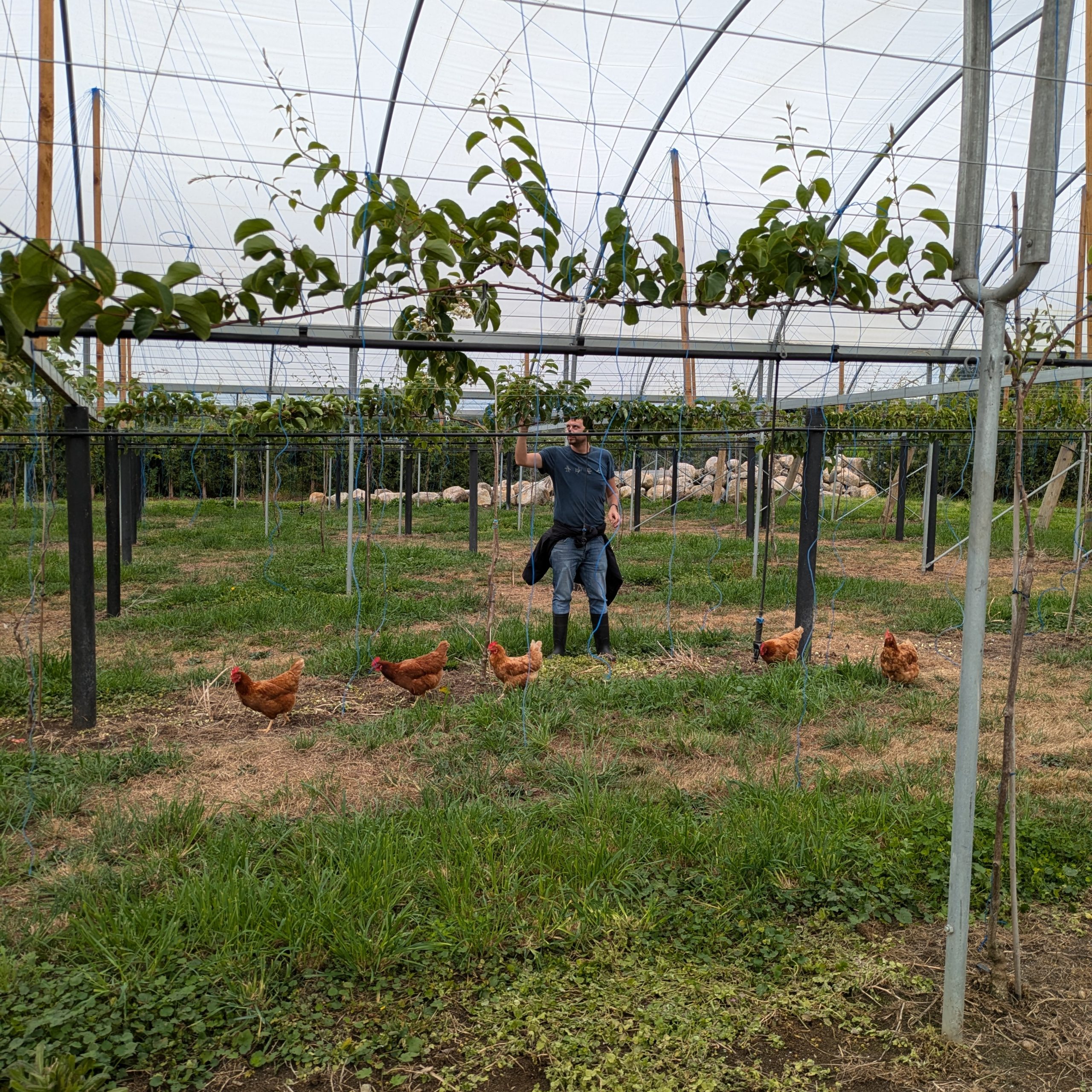 Days 395 – 410 – Picking kiwis for kiwis