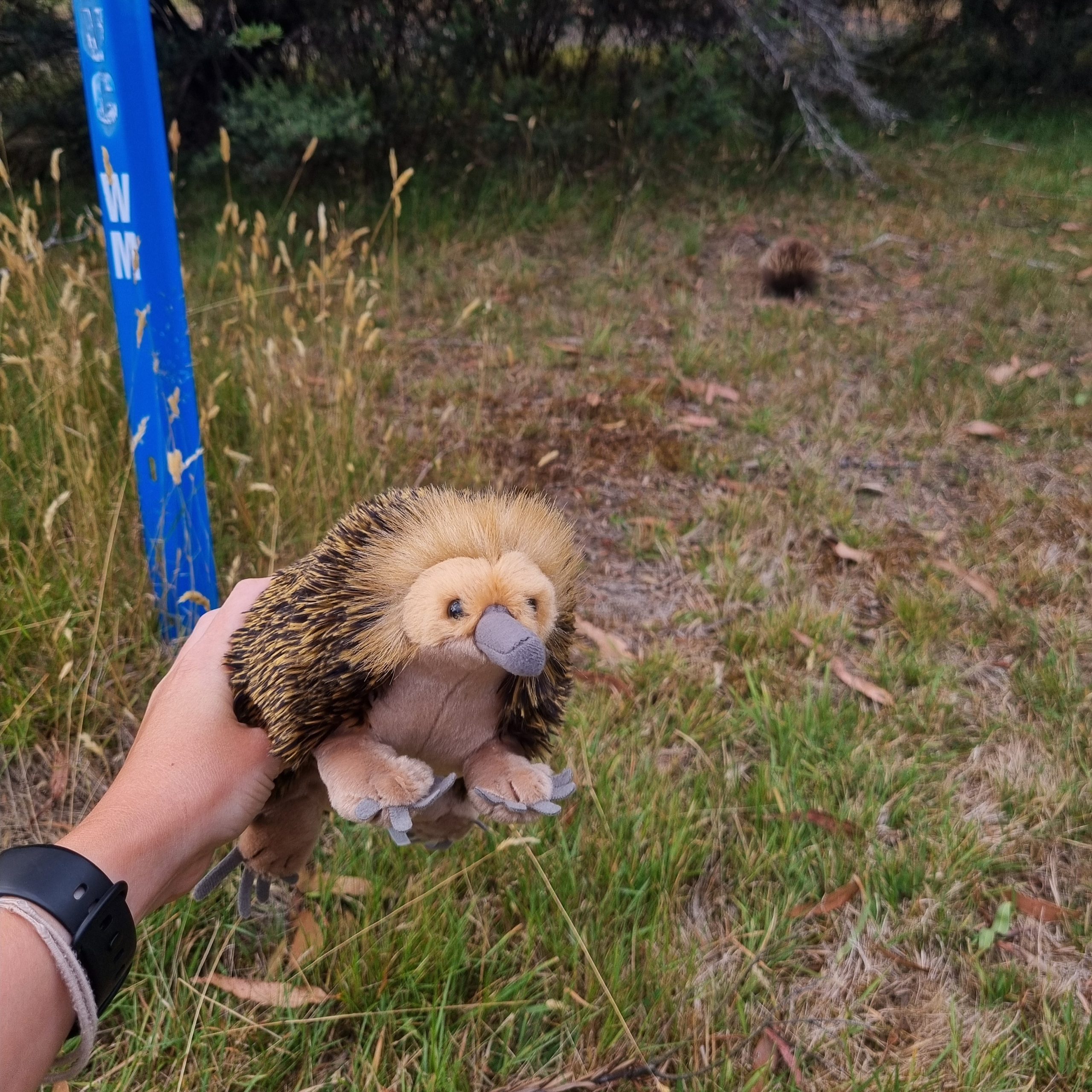 Day 137 – Monotreme-ing of you