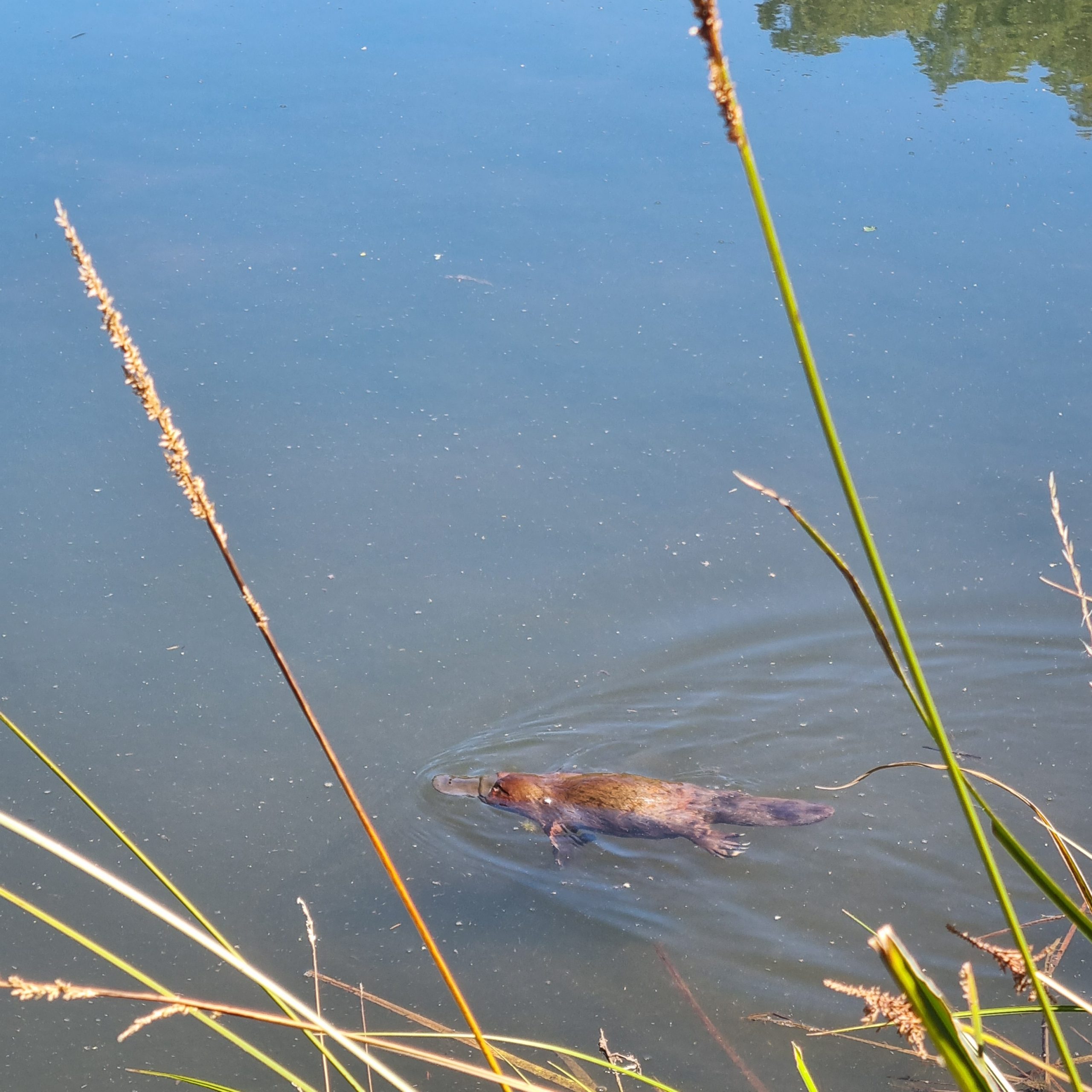 Day 134 – Plenty of playful Platypus