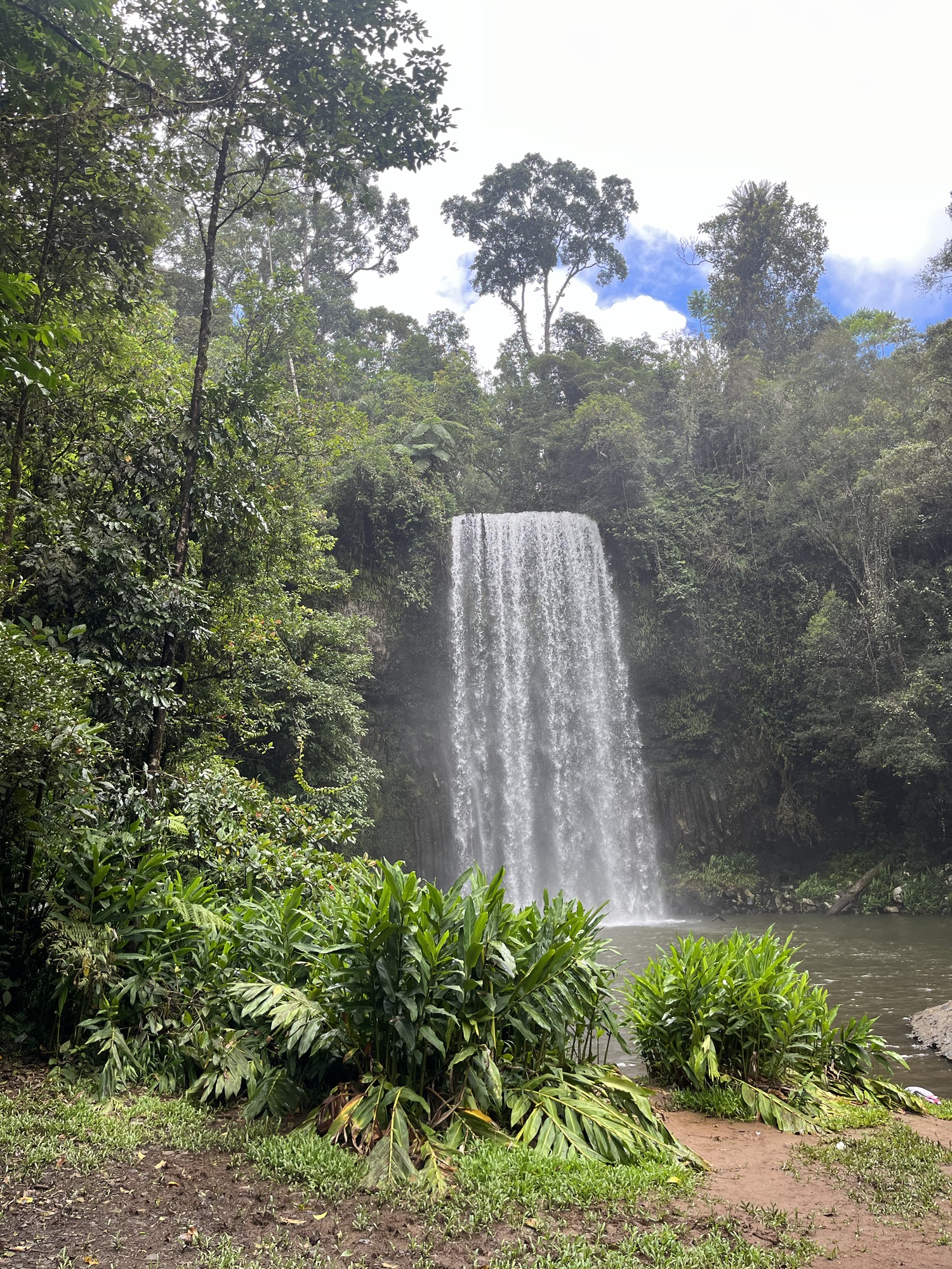 Day 166 – A wild Tree-Kangaroo chase