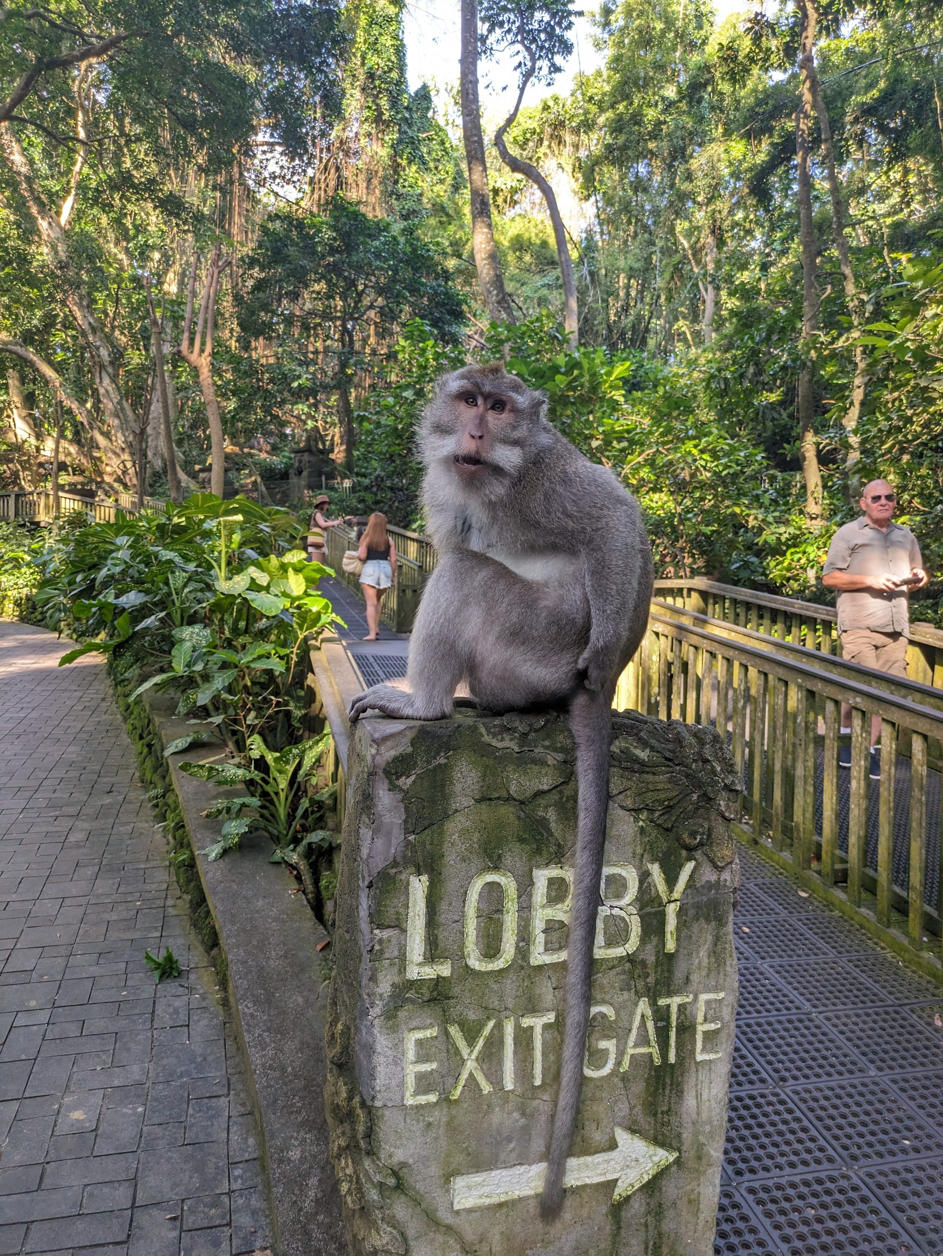 Day 239 – We’re Monkeying around ????