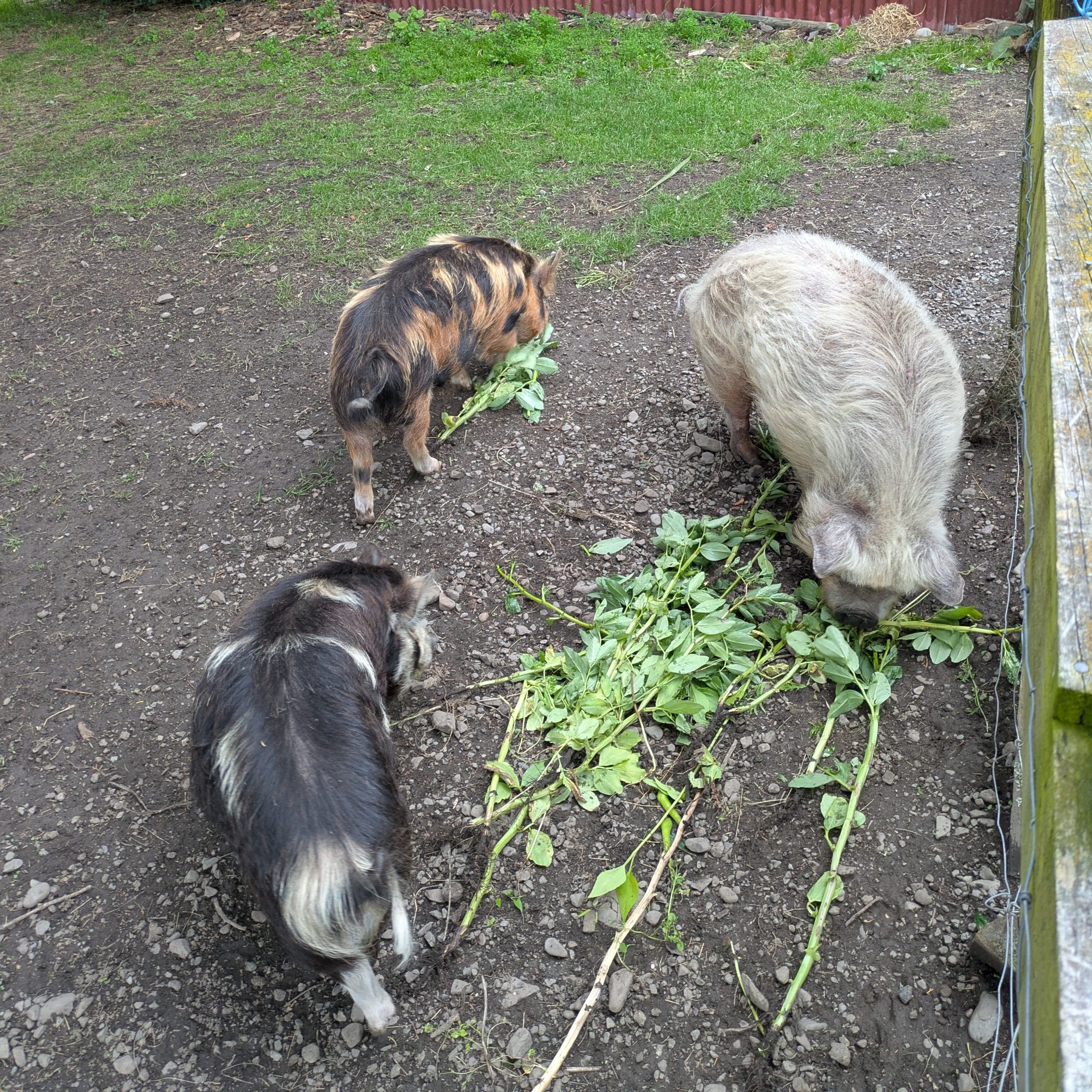 Day 474 – Whataroa, Hokitika, Arthur’s Pass, Castle Hill & Springfield